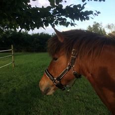 Islænder Sóley fra Urnebjerggård