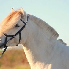 Fjordhest Kaja højmark