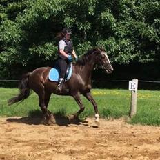 Dansk Varmblod Hyggebo's Mischa 