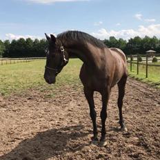 Dansk Varmblod Højgaardens Hamilton