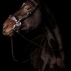 Traver Livi Instinct a.k.a Fleur