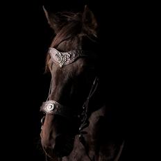 Traver Livi Instinct a.k.a Fleur