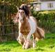 Irish Cob Cillbarra golden vale