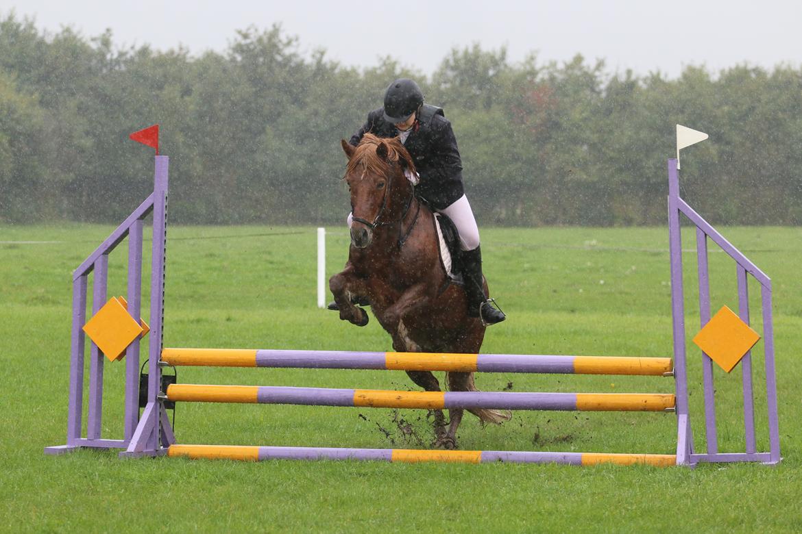 Islænder Sia billede 4