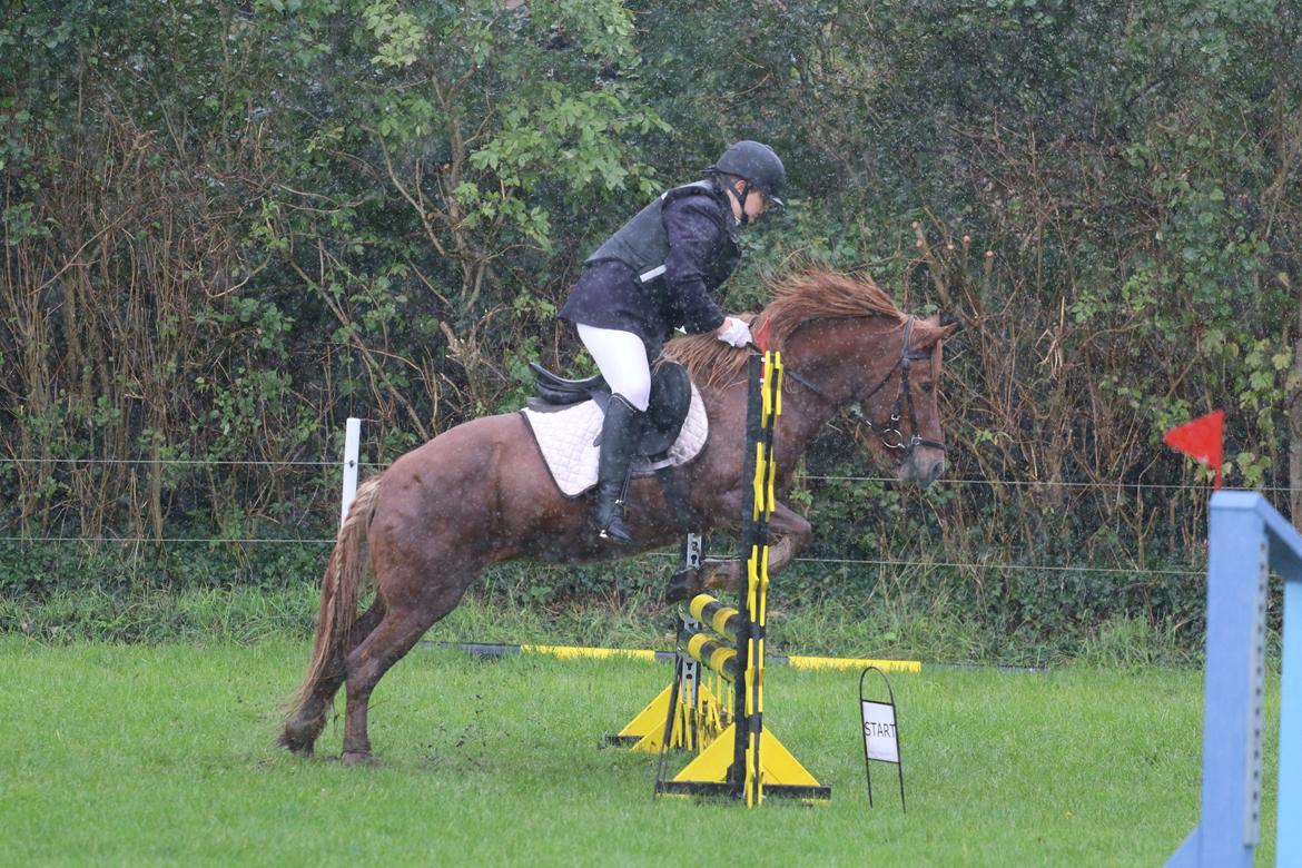 Islænder Sia billede 5