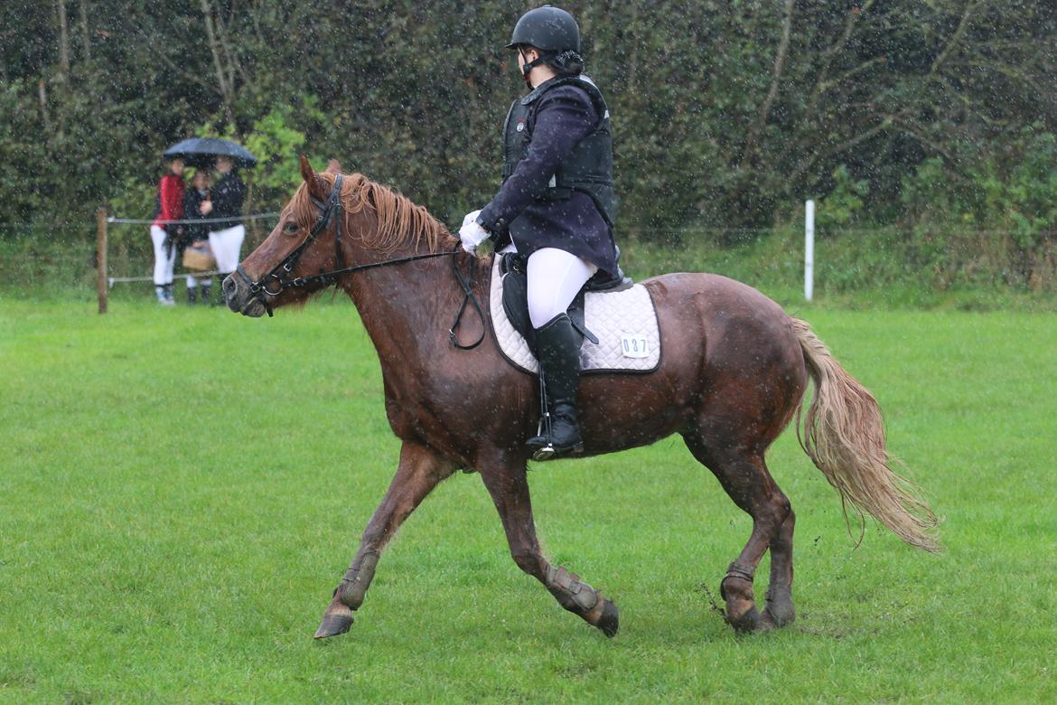 Islænder Sia billede 9