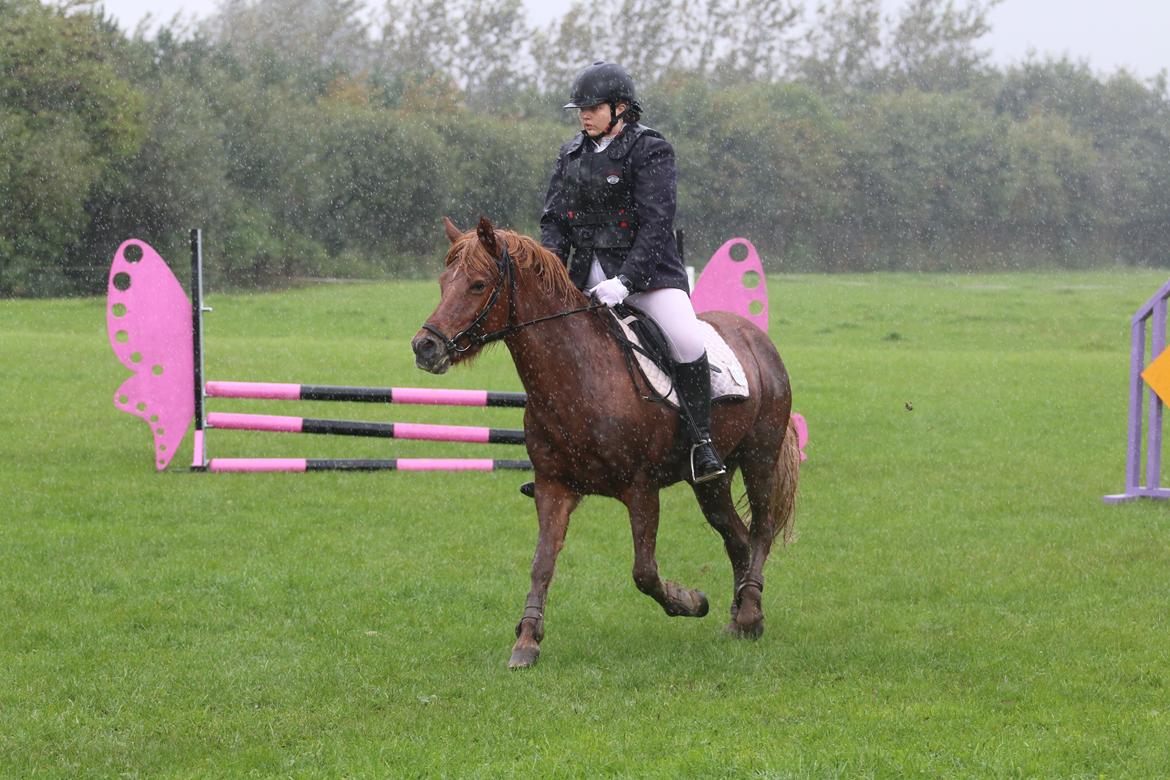 Islænder Sia billede 11