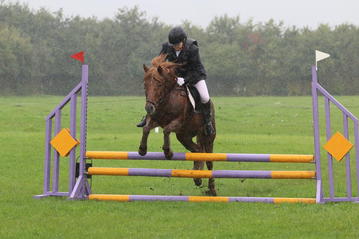 Islænder Sia billede 10