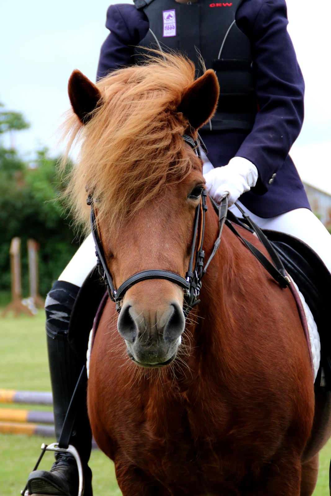 Islænder Sia billede 13