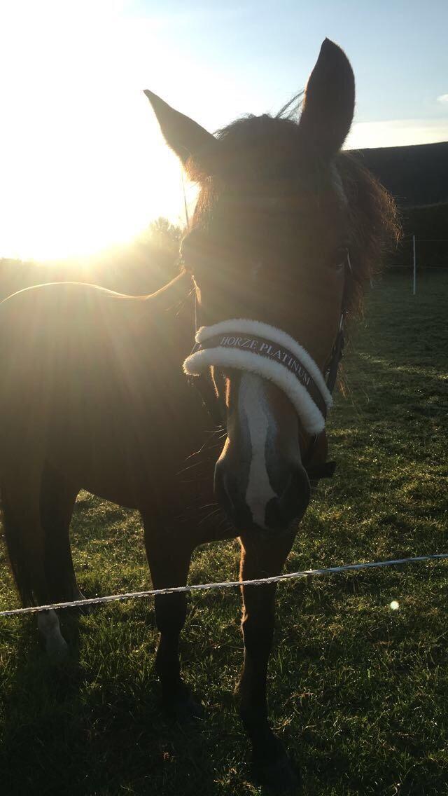 New Forest Poppelgårdens L'uno (aka Luno) [lånehest] billede 14