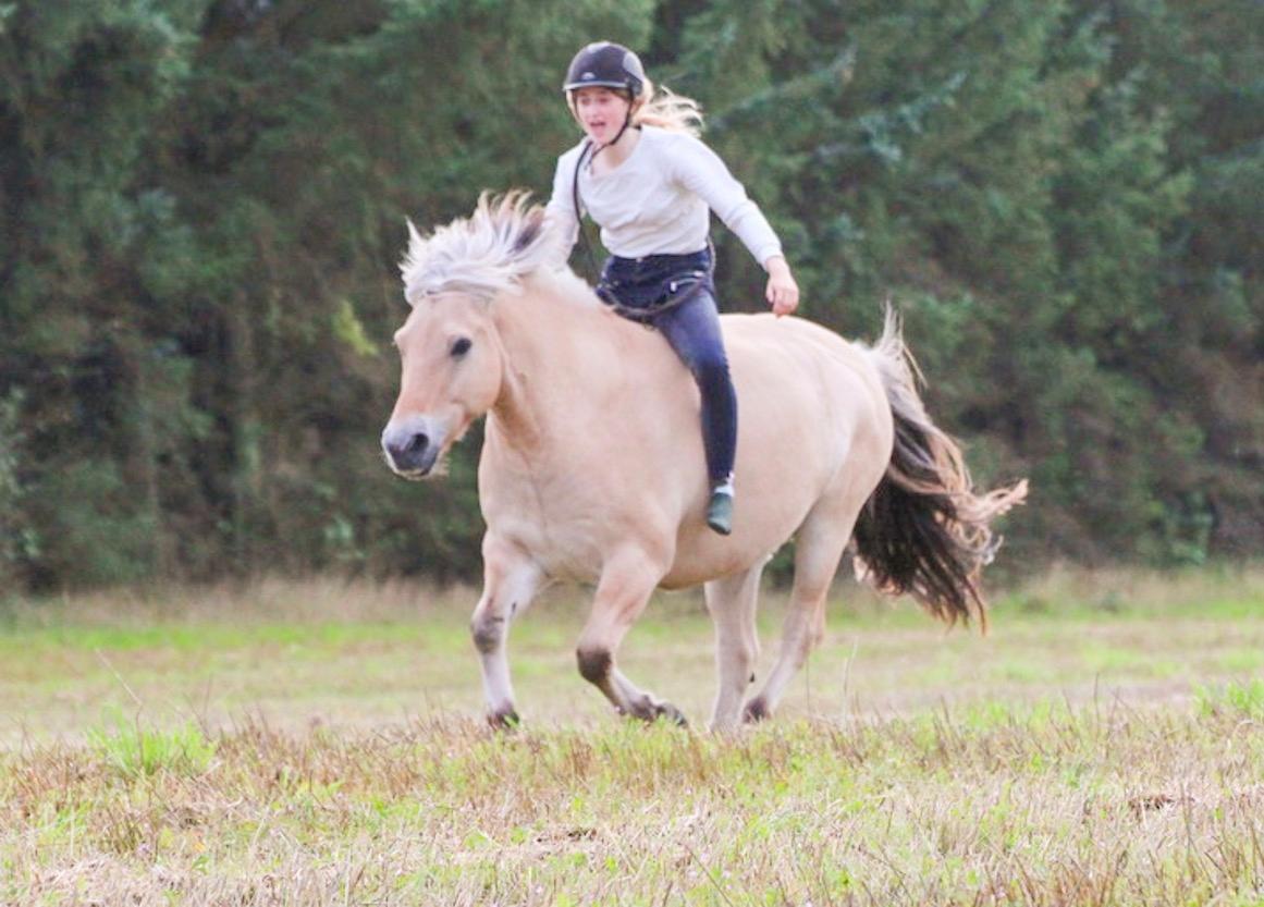 Fjordhest Kastanielystens Spunk billede 14