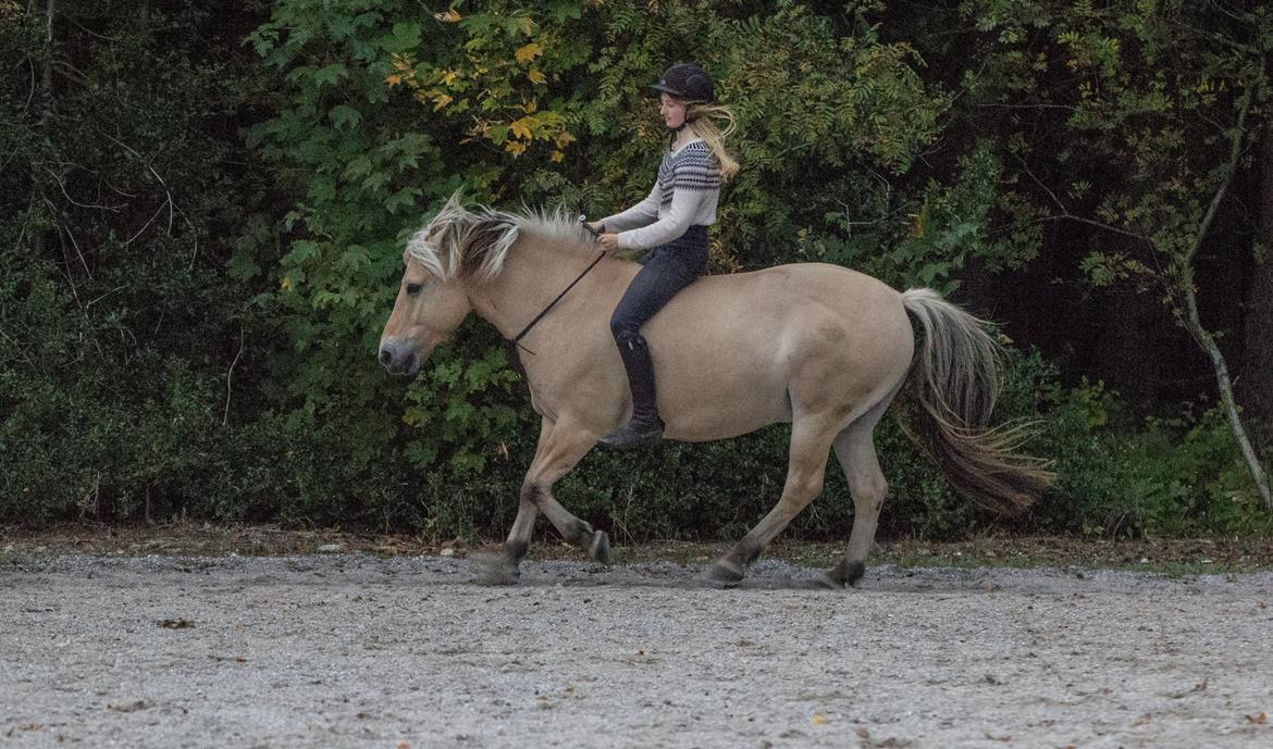 Fjordhest Kastanielystens Spunk billede 11