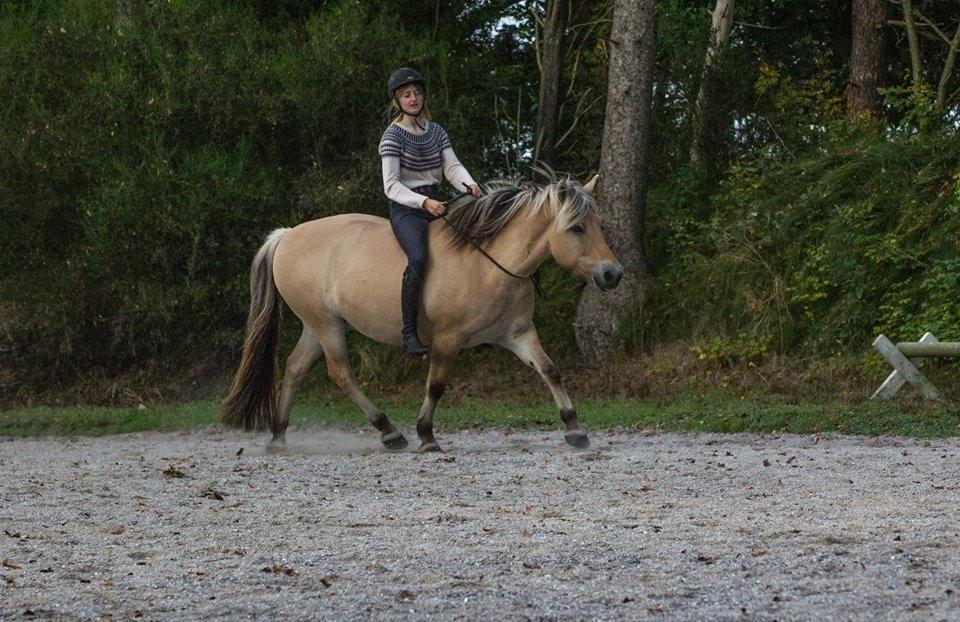 Fjordhest Kastanielystens Spunk billede 12