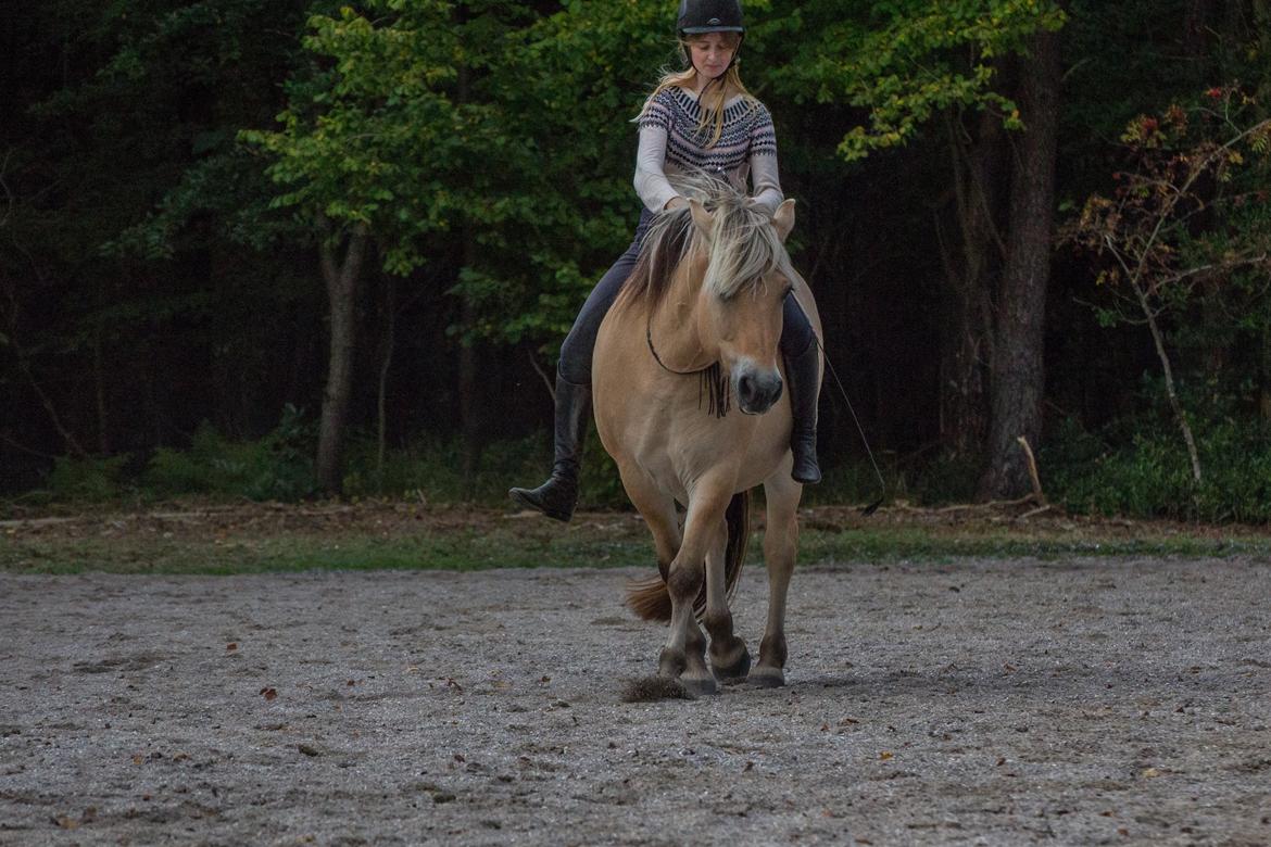 Fjordhest Kastanielystens Spunk billede 8