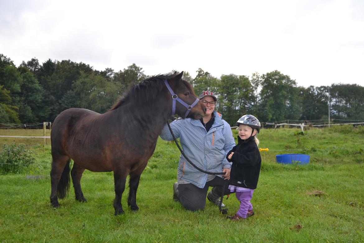 Shetlænder Vadehavets Hacker - Min pige vil godt være med til det med ponyen.. Hun vil i hvert fald gerne springe på ham! (Hun kan ikke selv sidde på ham endnu!!) billede 6