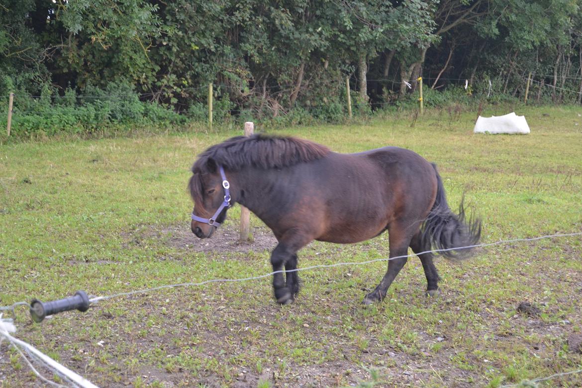 Shetlænder Vadehavets Hacker billede 10