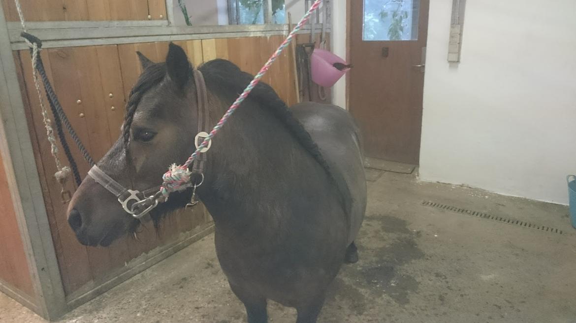 Shetlænder Vadehavets Hacker billede 12