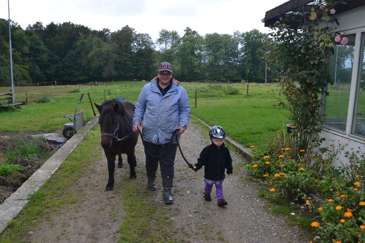 Shetlænder Vadehavets Hacker billede 7