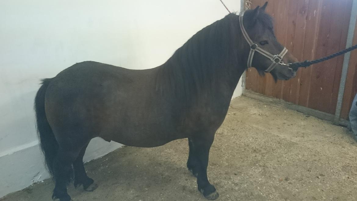 Shetlænder Vadehavets Hacker billede 11