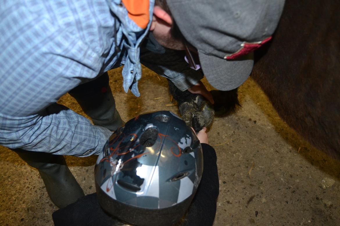 Shetlænder Vadehavets Hacker - "Prøv at se strålen i midten. Den skal man passe på ikke at skrabe for hårdt på med hovrenseren..." billede 9