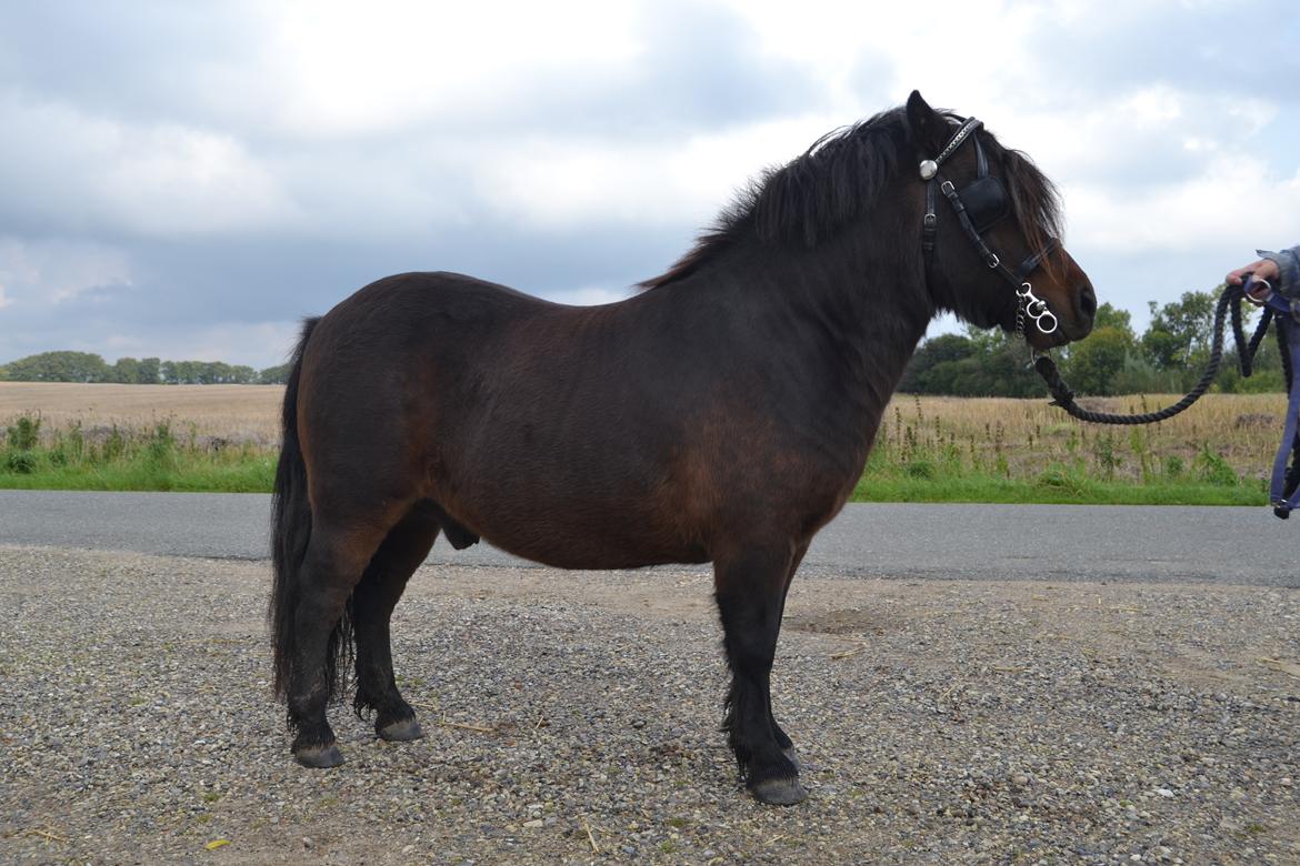 Shetlænder Vadehavets Hacker billede 2