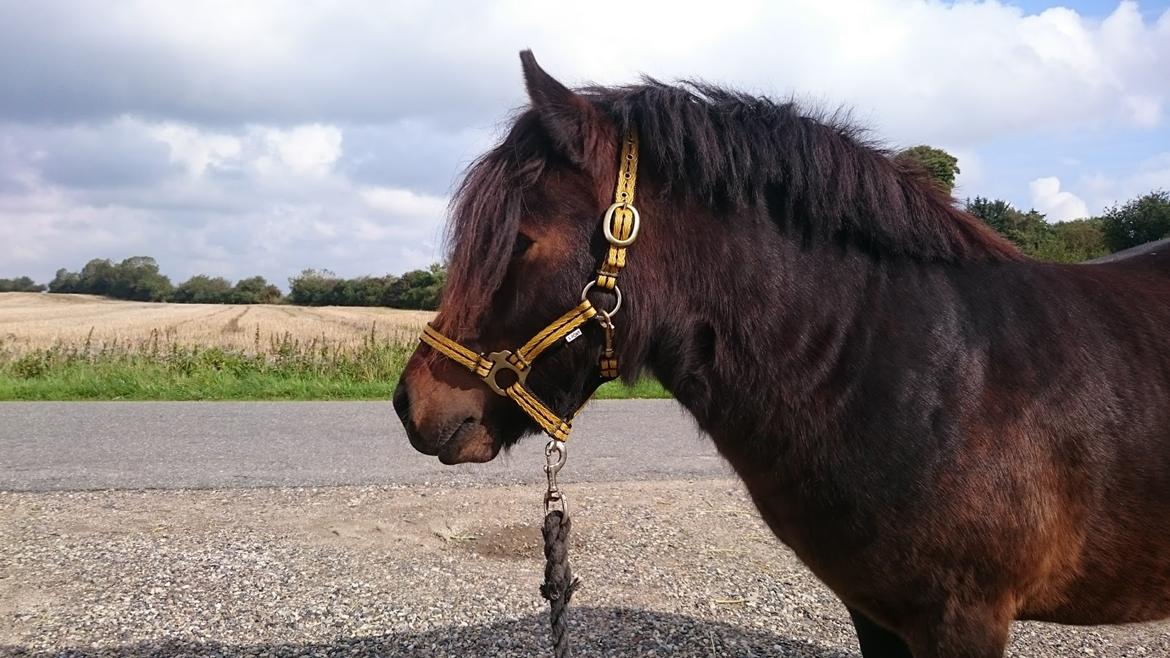 Shetlænder Vadehavets Hacker billede 14