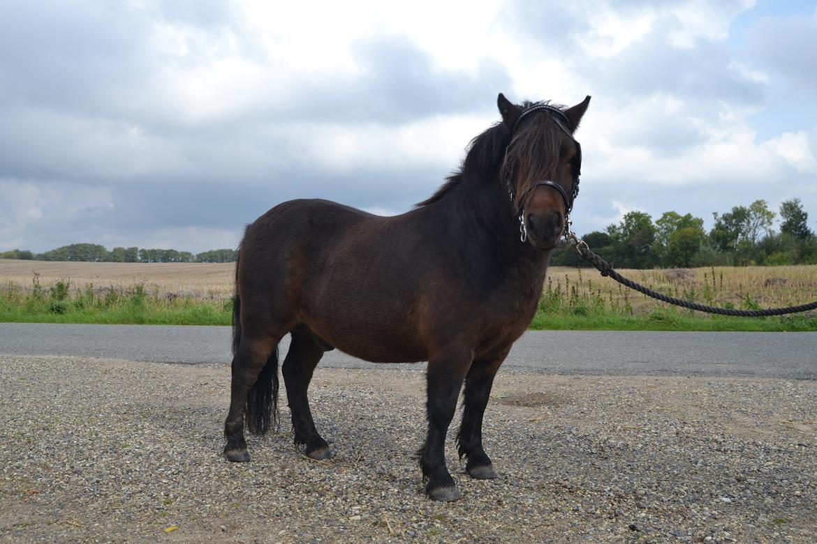 Shetlænder Vadehavets Hacker billede 1