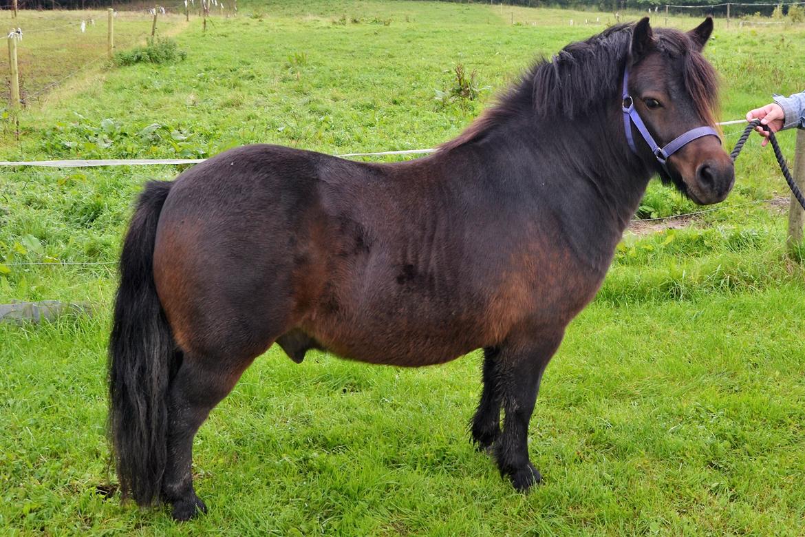 Shetlænder Vadehavets Hacker billede 4