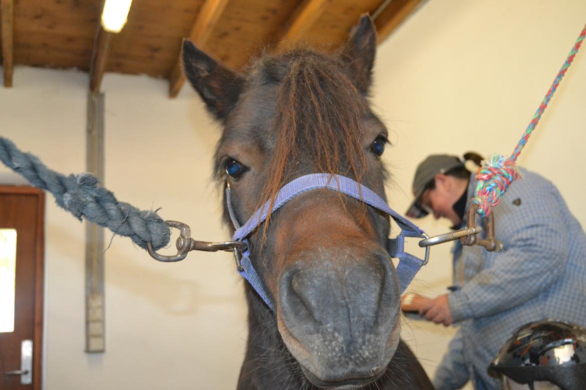 Shetlænder Vadehavets Hacker billede 8