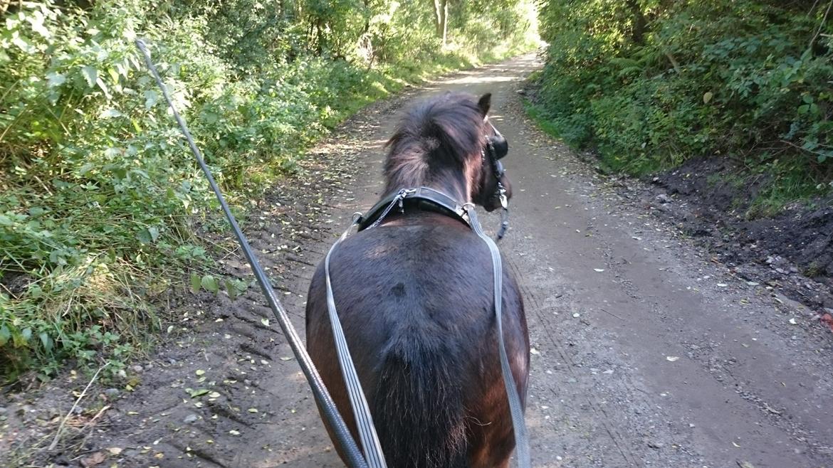 Shetlænder Vadehavets Hacker - Vi træner i lange liner både på bane og på tur. Han er super god :) billede 3