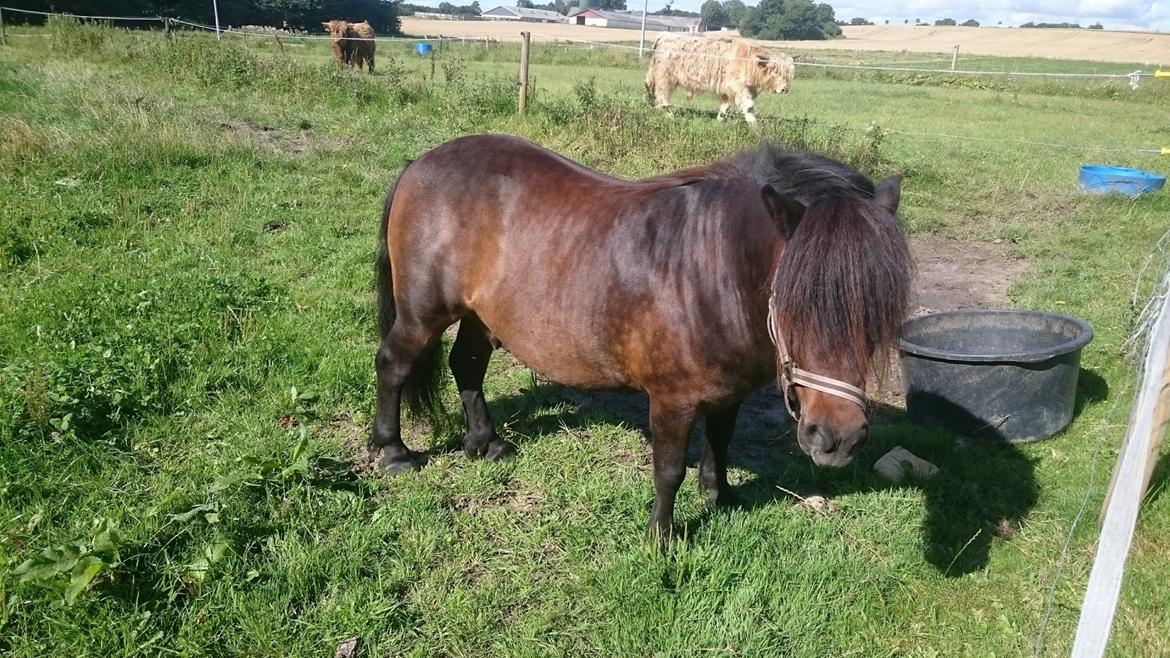 Shetlænder Vadehavets Hacker - Det her er vist egentlig fra den første dag, jeg havde ham. Man kunne næsten ikke finde ponyen for al den fine man... billede 13