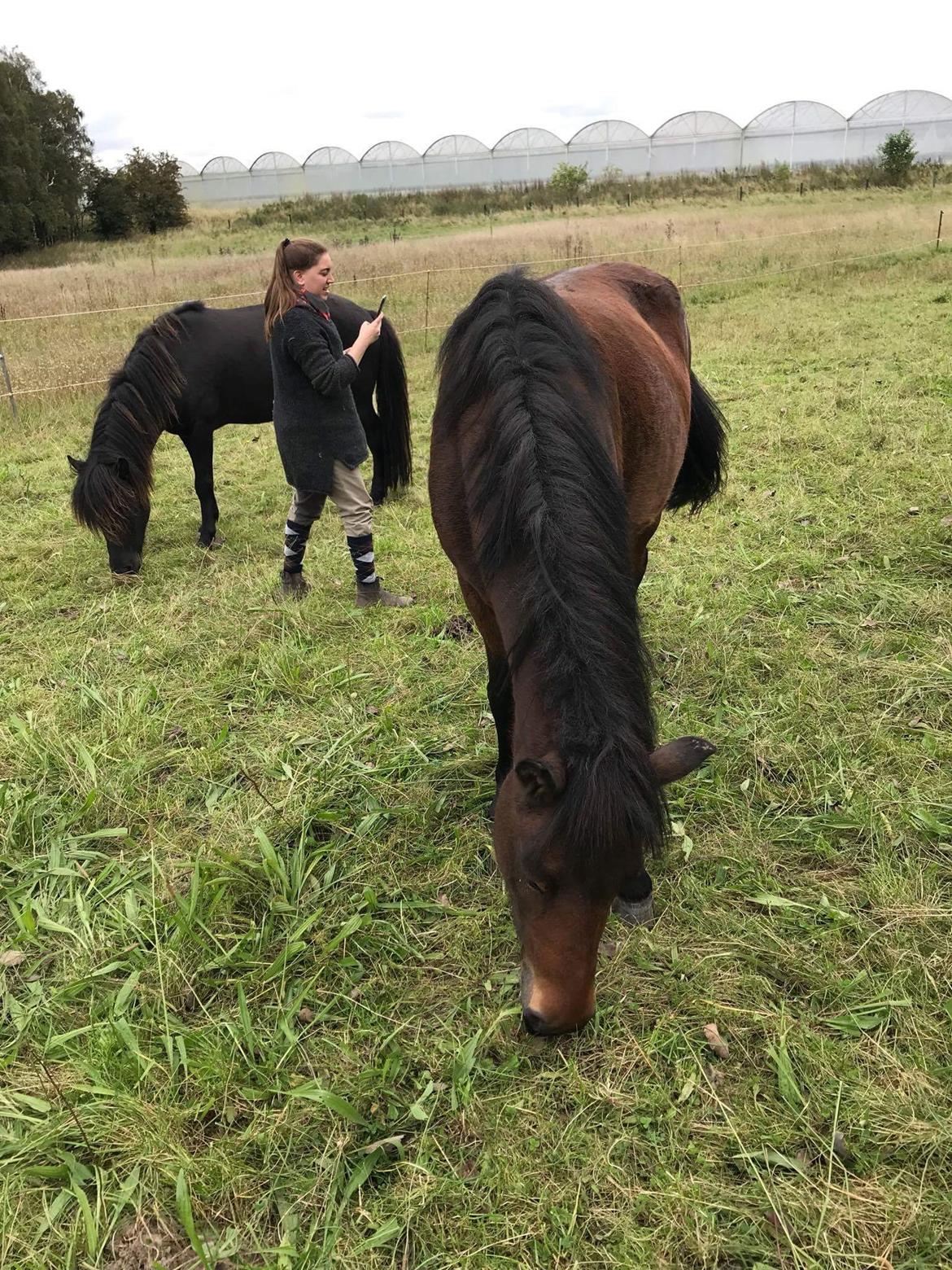Islænder Ásynja fra Østervang solgt (R.i.P)  billede 14