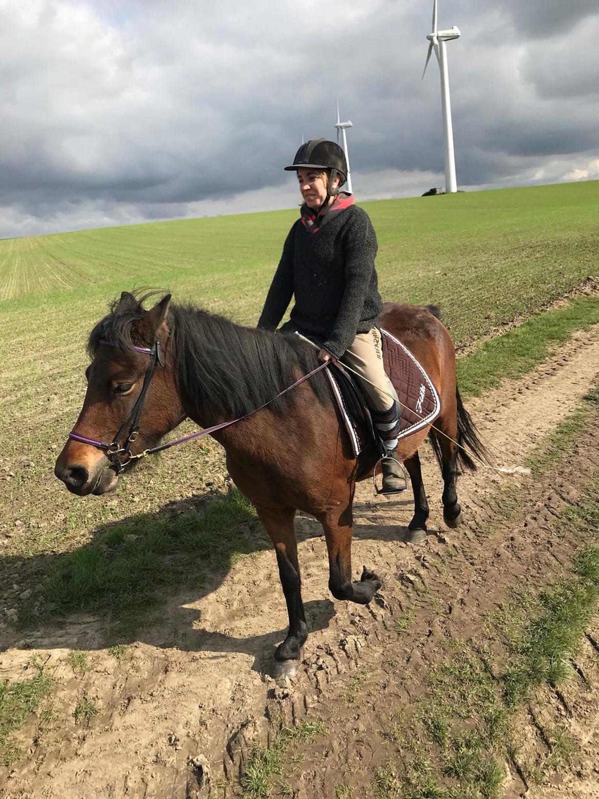 Islænder Ásynja fra Østervang solgt (R.i.P)  billede 15