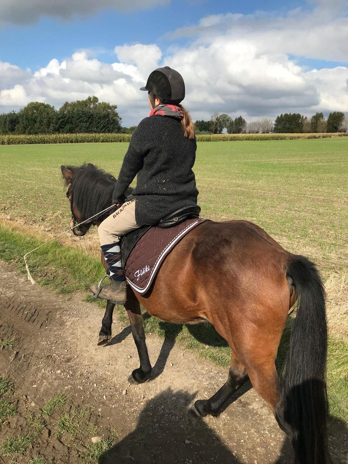 Islænder Ásynja fra Østervang solgt (R.i.P)  billede 20