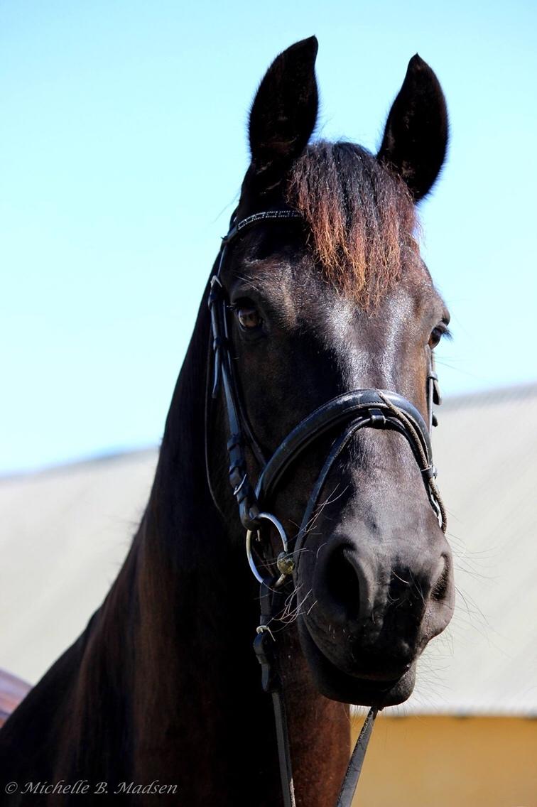 Frieser Taco fra sdr. vollum billede 12