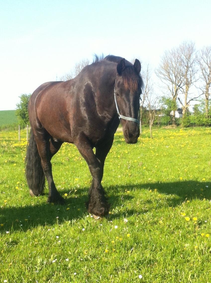 Frieser Taco fra sdr. vollum billede 14