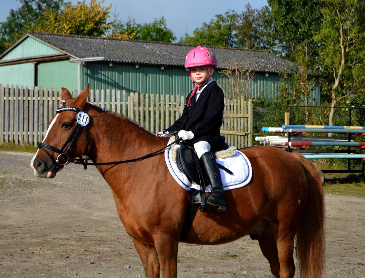 Anden særlig race Jonas billede 19