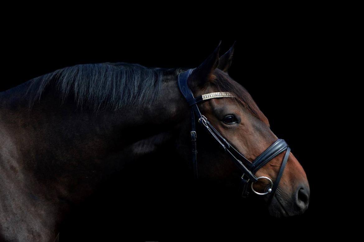 Anden særlig race Vejrholms Canto billede 1