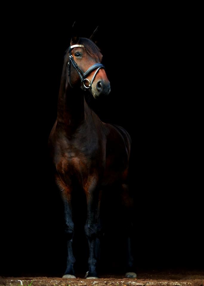 Anden særlig race Vejrholms Canto billede 12