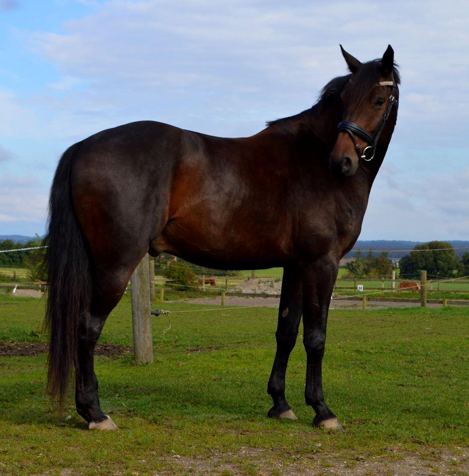 Anden særlig race Vejrholms Canto billede 17