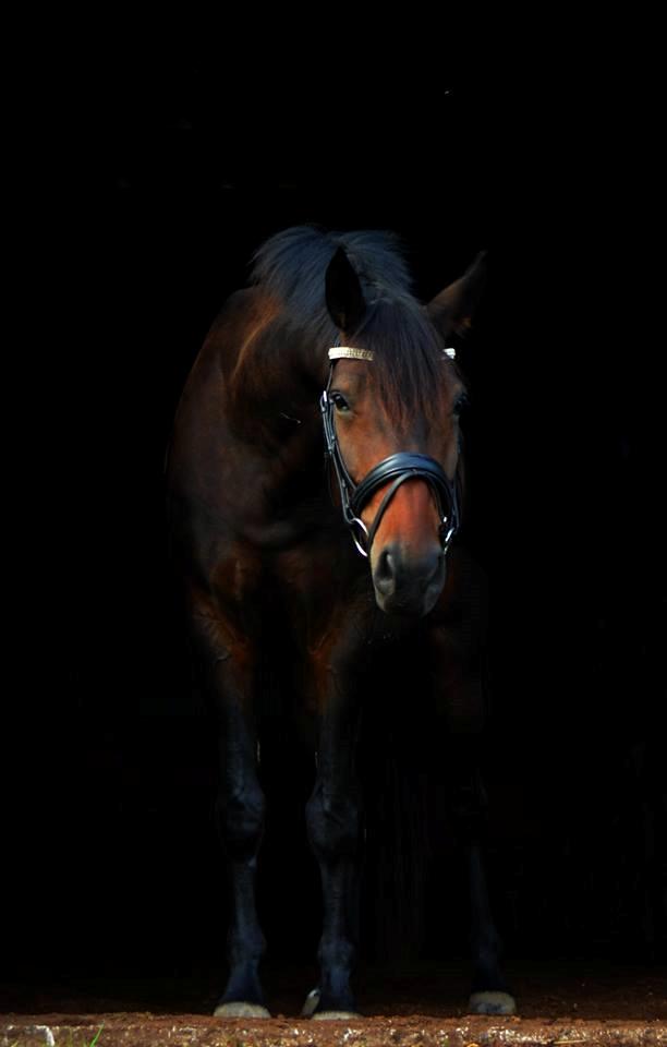 Anden særlig race Vejrholms Canto billede 20