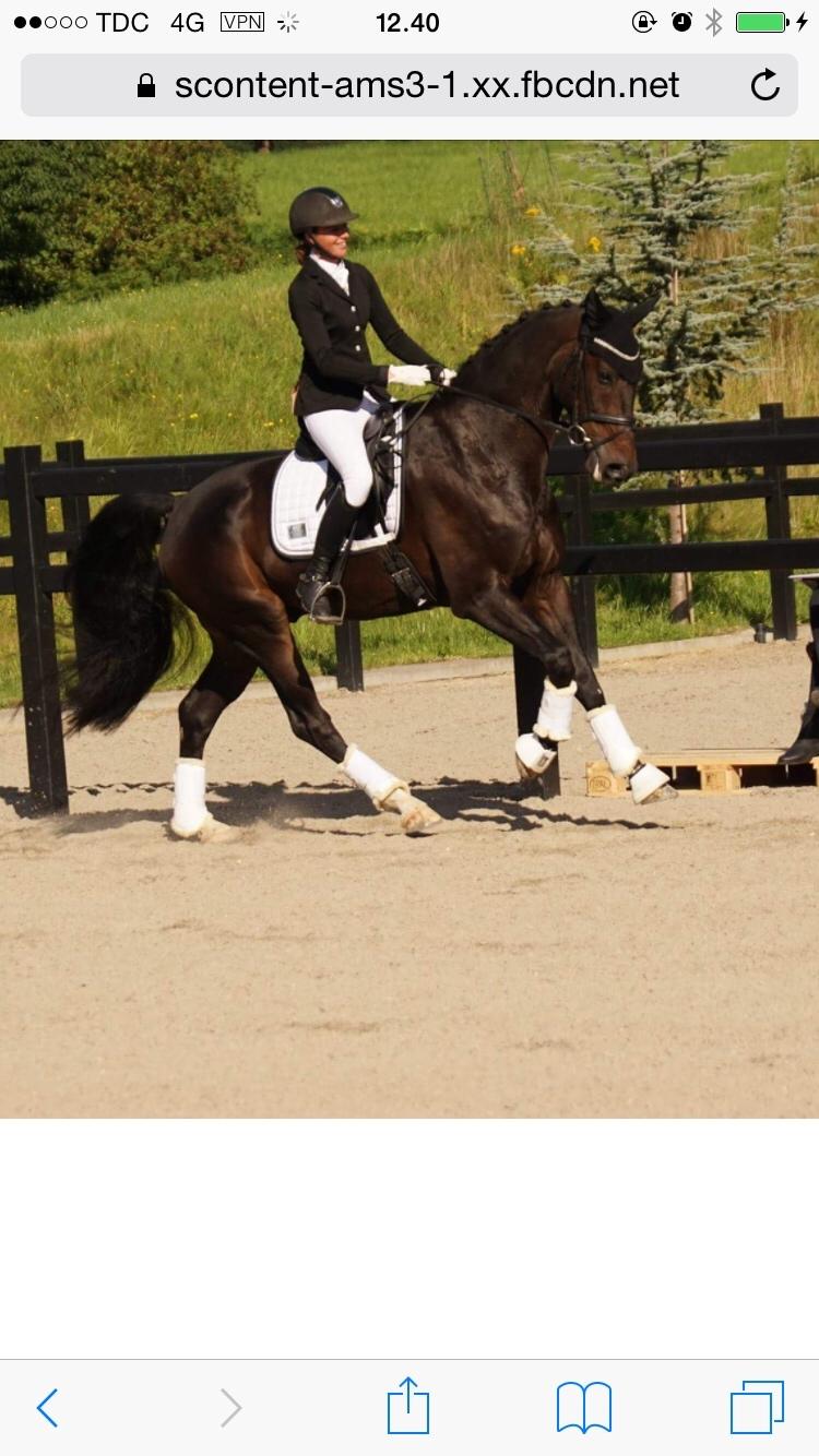 Dansk Varmblod Don Future RV billede 6