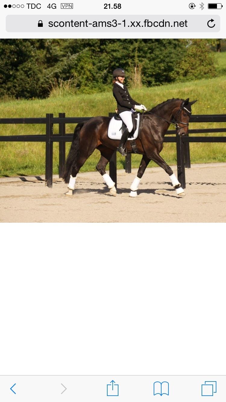 Dansk Varmblod Don Future RV billede 7