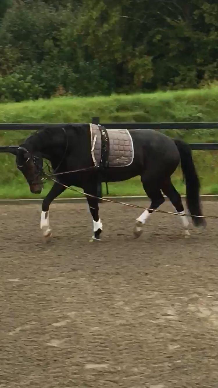 Dansk Varmblod Don Future RV billede 8