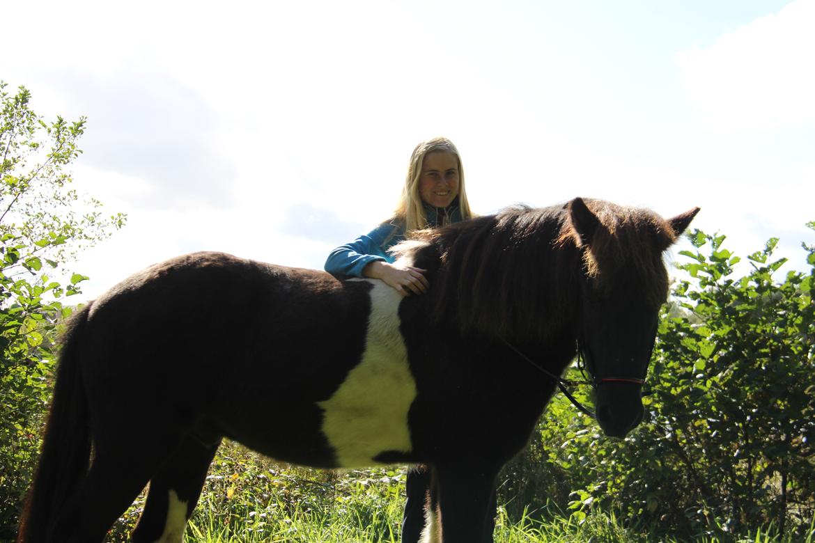 Islænder Ófeigur fra Bakkegården ll billede 7