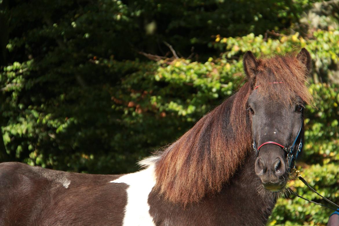 Islænder Ófeigur fra Bakkegården ll billede 6