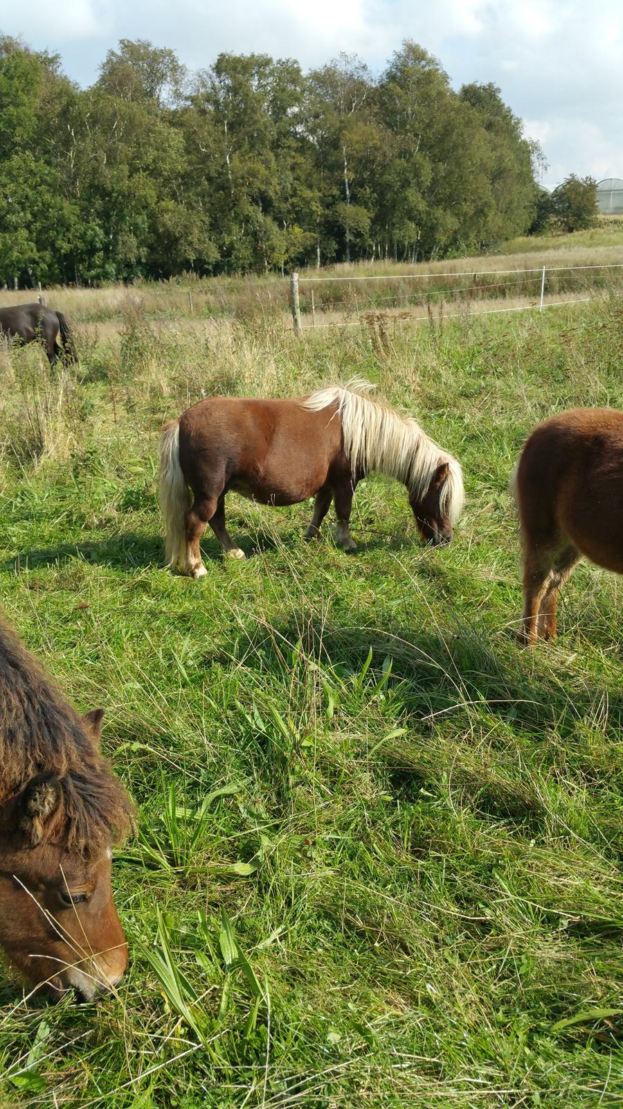 Shetlænder Wara solgt  billede 13