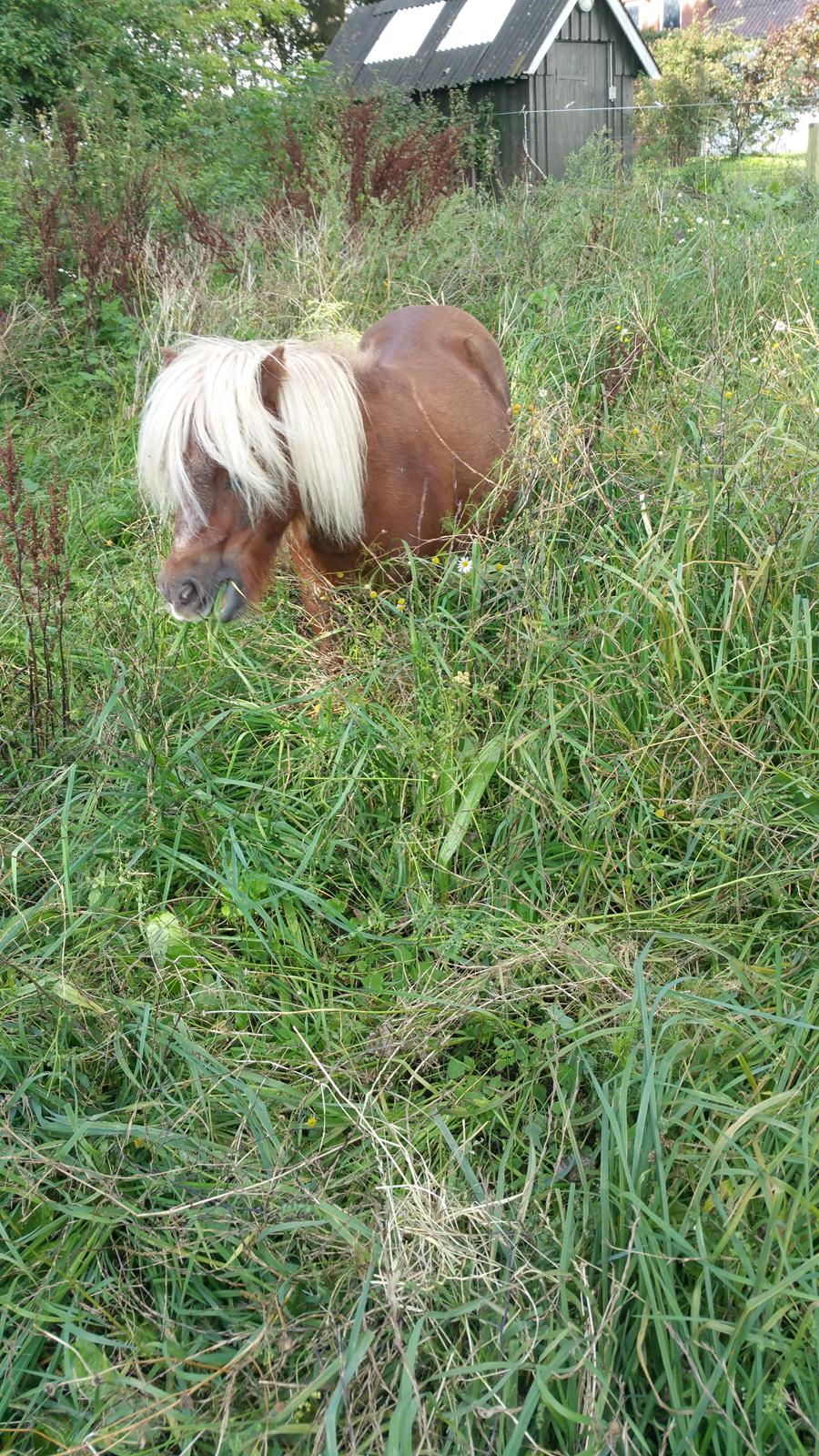 Shetlænder Wara solgt  billede 14