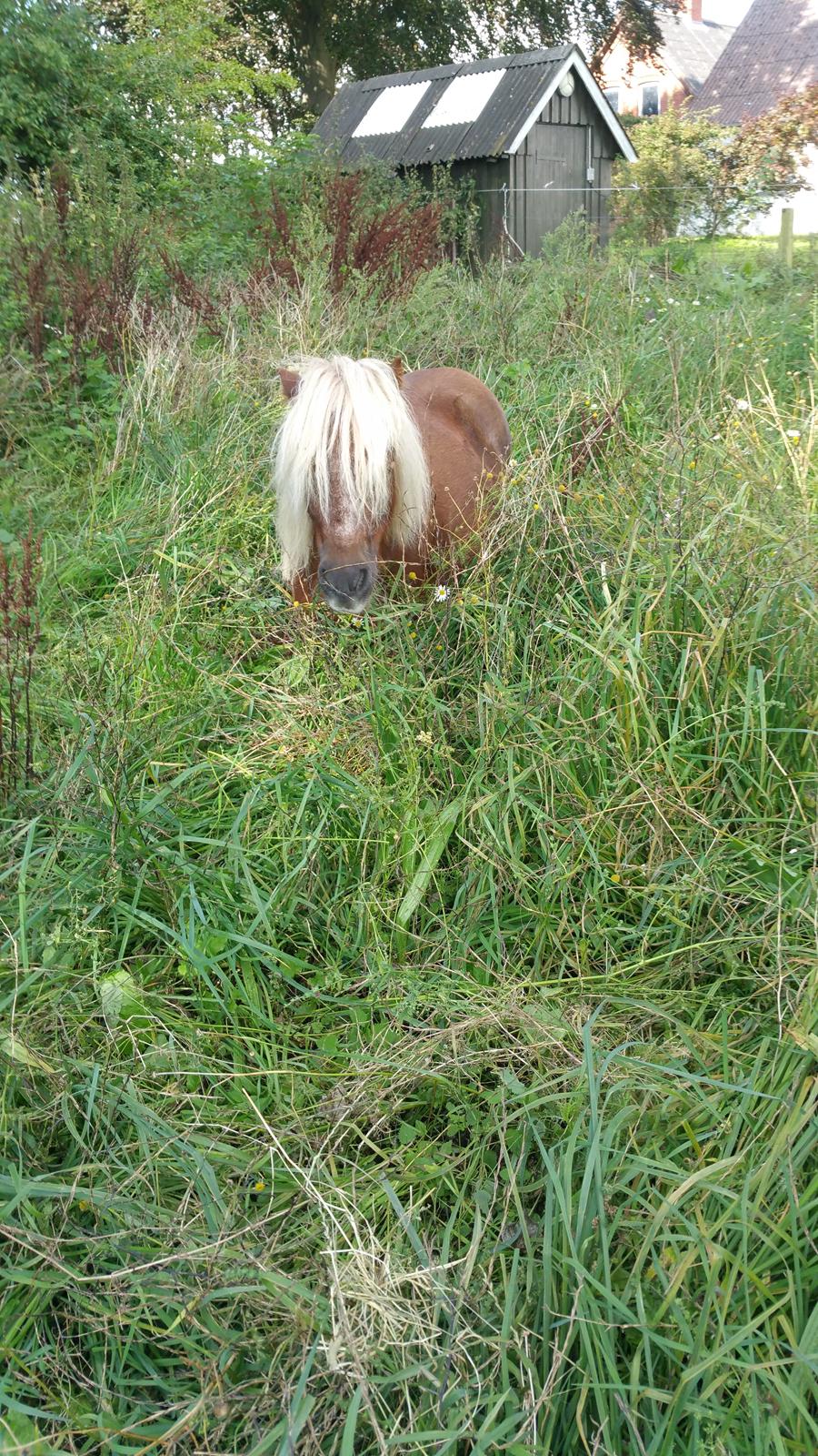 Shetlænder Wara solgt  billede 15