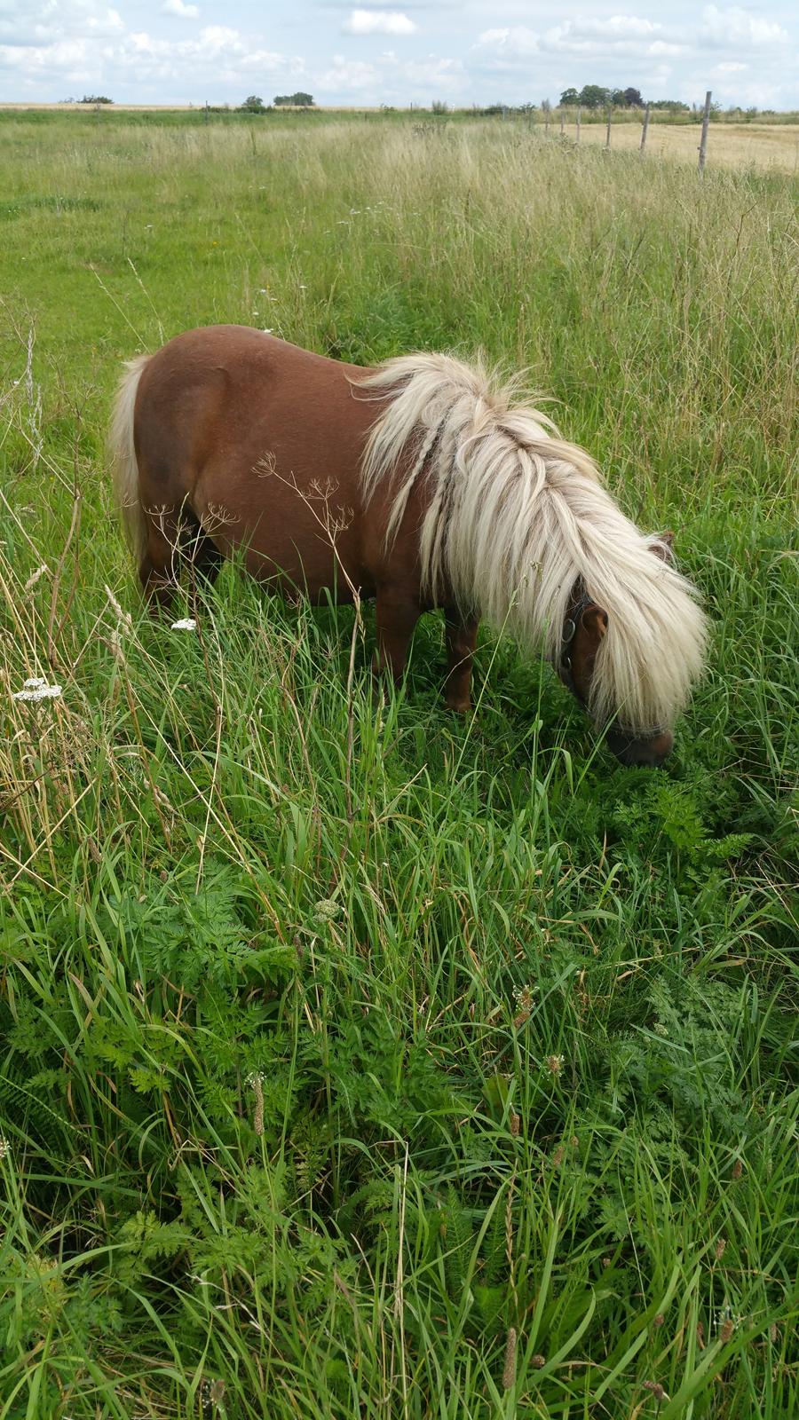 Shetlænder Wara solgt  billede 16